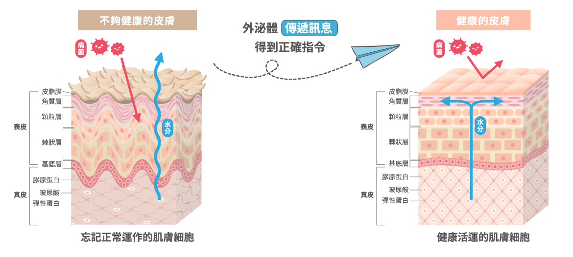 外泌體與汽化金保養示意