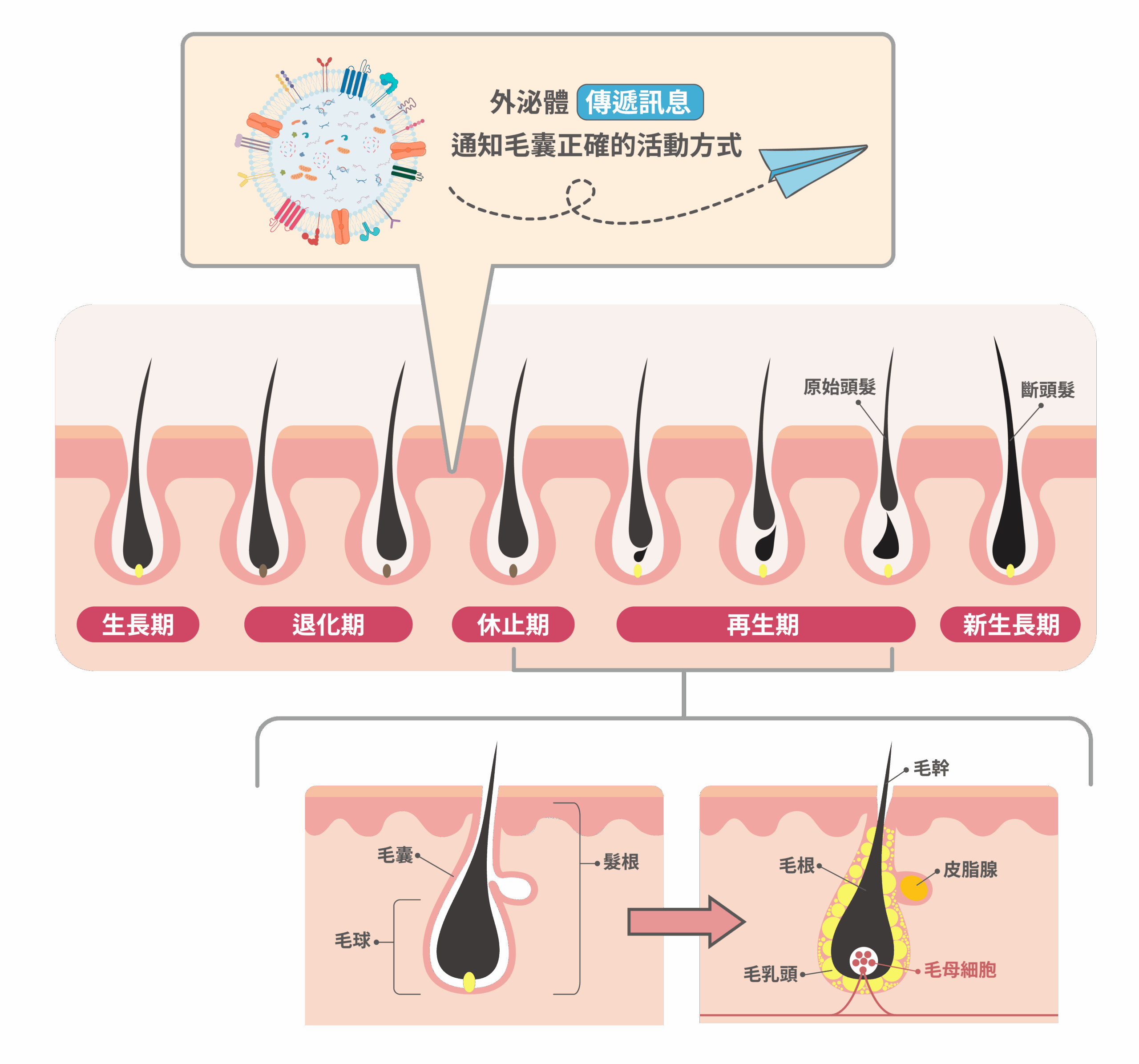 毛囊作用圖 (1)